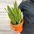 SANSEVIERIA ASST 6"